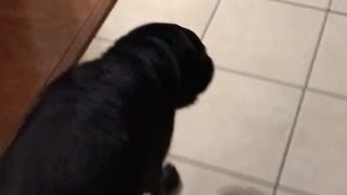 Black dog walking around living room