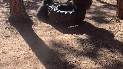 Baby Bears Play on Tire Swing