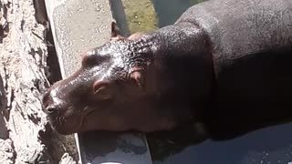 Baby hippo making new friends