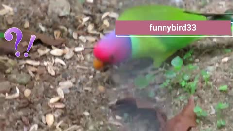 The plum - headed parakeet