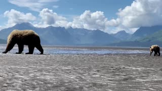 Mama Bear and Cubs Dig for Clams