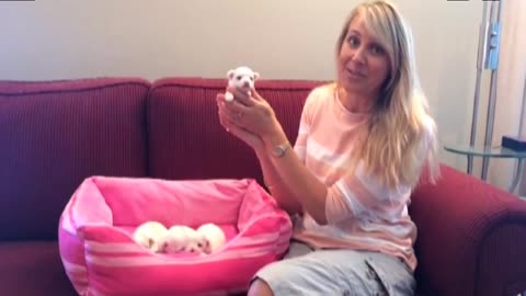 Little girl gets new puppy through viral video surprise