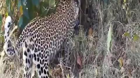 Python escapa por pouco de um leopardo