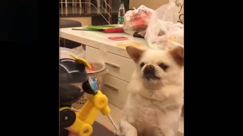 Dog is very upset by robot toy 😂