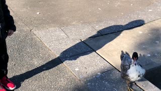 Little Boy Befriends Neighborhood Park Duck