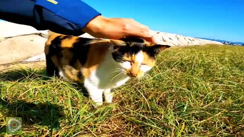 A calico cat comes to be petted on the beach