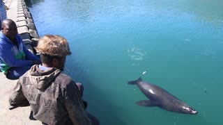 Seal Takes Fish Out of Man's Mouth