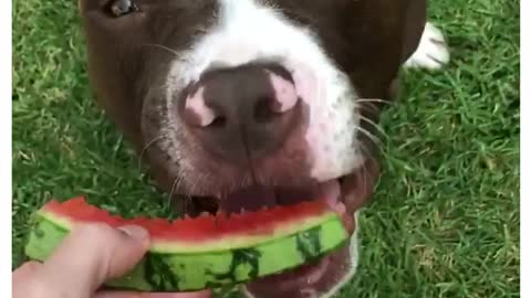 Pet Parent Feeds Watermelon to Their Hungry Dog