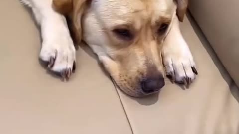 Funny dog 🐶 😁 😁 😁 l Dog Training Course Check out Link In Description 👇 👇