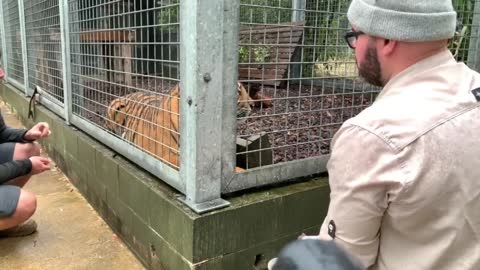 Injection Training with Sumatran Tiger