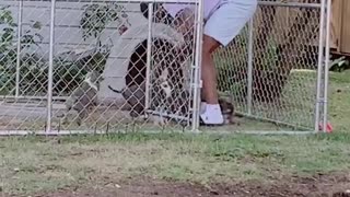 Man tries to cope with a litter of energetic puppies