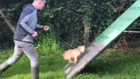 Training Dog to Win the Cup