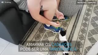 Gato filhote não deixa a dona amarrar os cadarços