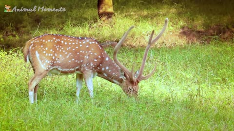 Cute Little Animals: Dog, Cat, Crab, Goat, Buffalo - Enjoy Their Adorable Sounds