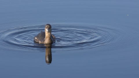 Pied-billed Grebe in a lake