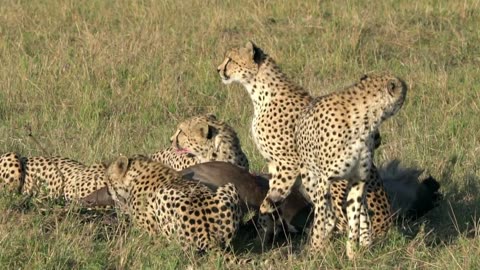 See how to hunt a leopard