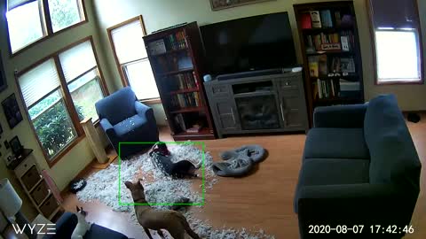 Dogs Destroy a Down Pillow While Owners Are Gone