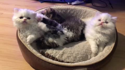 Cute Persian Kittens playing