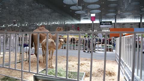 Camels in Doha Exhibition and Convention Centre, Qatar