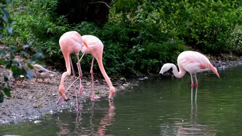 Flamingo pink animal birds feeder- did they find