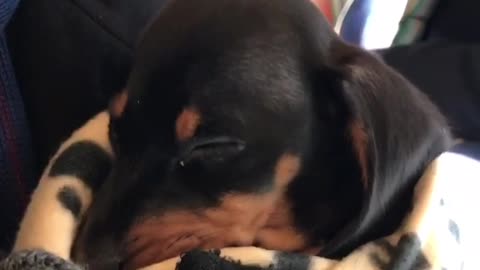 Puppy Falls Asleep During Monday Morning Train Ride To Work