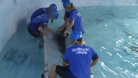 Rescued Rough-Toothed Dolphin Gets A Second Chance At Life.