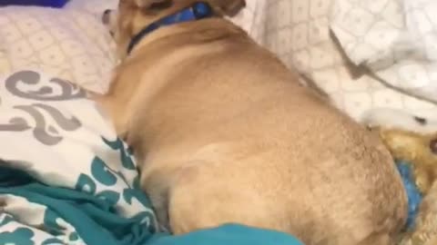 Brown dog shaking while sleeping white and blue bed