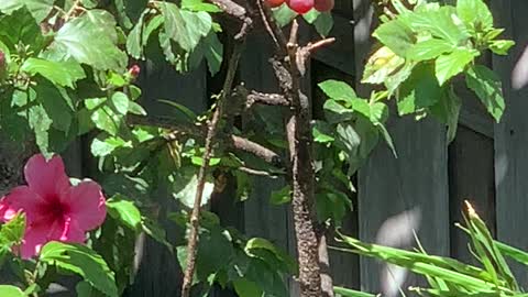 Baby Red Crested Cardinal getting a lesson on how to Eat