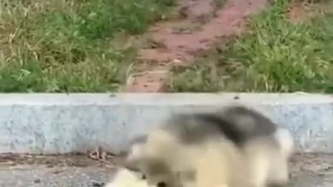 Super Cute Dog! Cute and Funny Dog Video