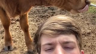 Cow Likes Playing With Human