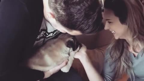 Extremely spoiled pug overly-pampered by owners