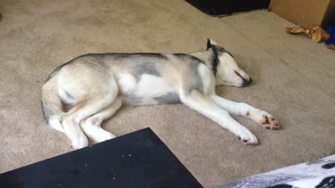 Husky puppy caught daydreaming