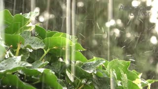 Rain Sound to Sleep 1 Hour - Deeply and Relax - Rain Noise to Sleep and Relax