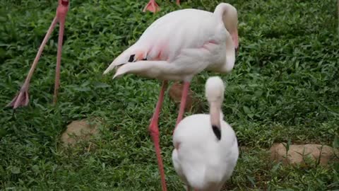 White Flamingo flocks in forest