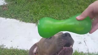 Owner teases brown pitbull with green toy