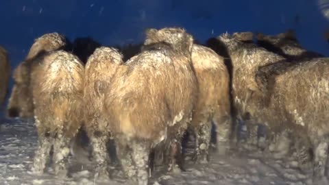 Wild boar create road block on snowy street in Russia