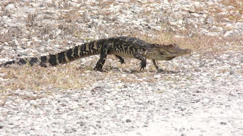young American alligator walking