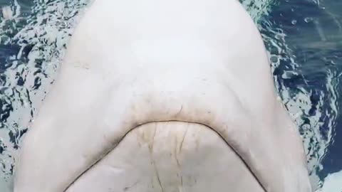 Amazing Close Encounter With Beluga Whale