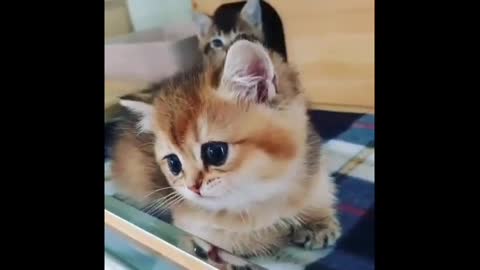 Funny Cats so cute. must watch!