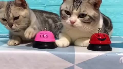 funny cats play !!
