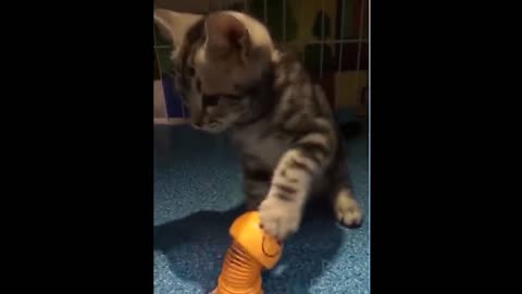 Cat playing with stress toy