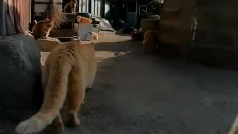 funny videos all times cats