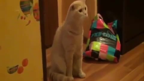 cat’s reaction to baby’s bathing