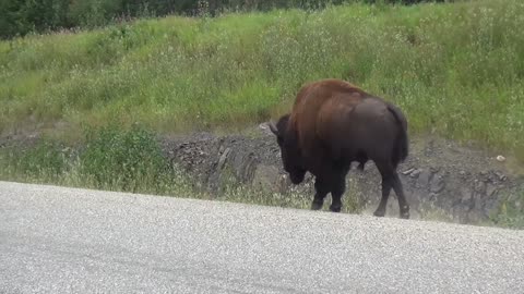 Watch Out male Buffalo Bison Bull
