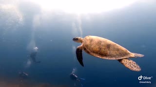 Diving the Blue Hole in the Bahamas