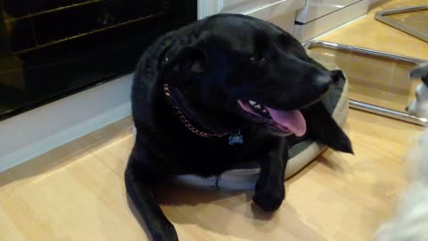 PERCY THE LABRADOR , IN A MINI BED