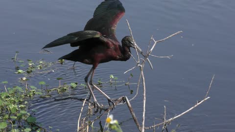 Glossy Ibis perches in the wind