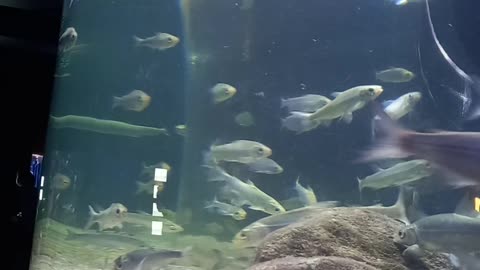 #oceanarium #aquarium #fish #bournemouth #travel #oceanariumbournemouth #sealife