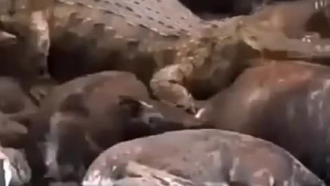 Hipopótamo ataca leão