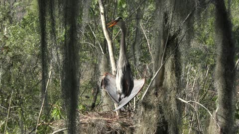 great blue heron basking in the nest